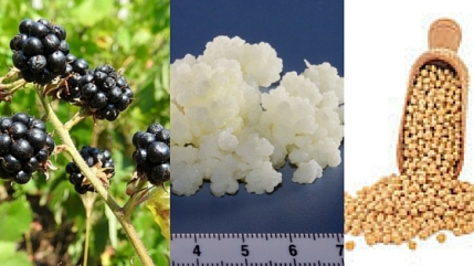 blackberry probiotic natto